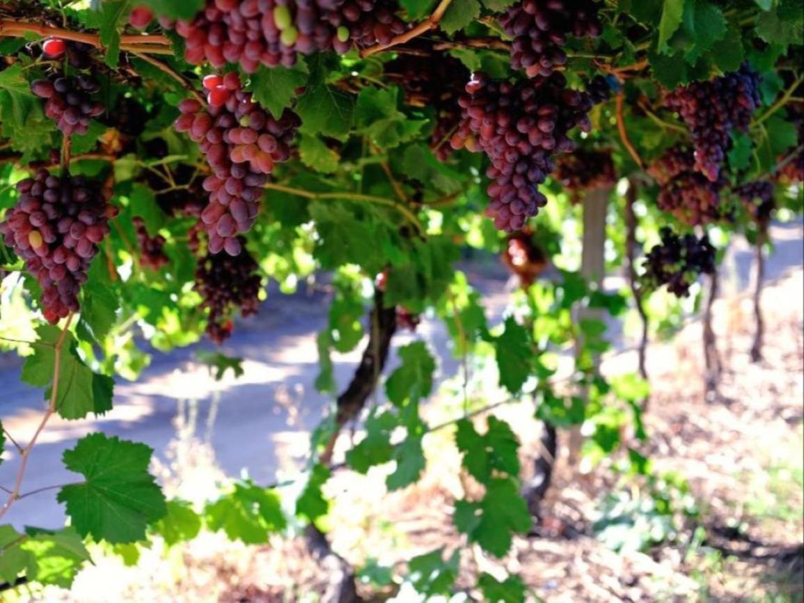 Mymering Wine&Guest Estate Ladismith Exterior foto